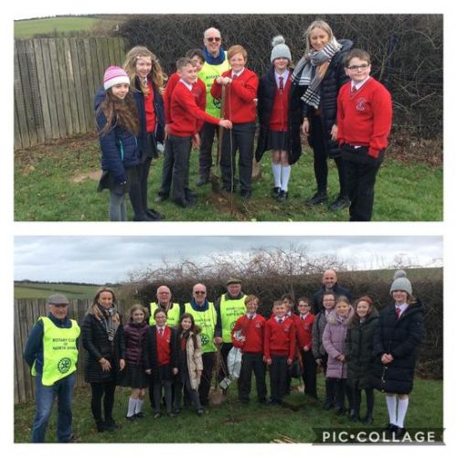 Planting trees with North Down Rotary Club!